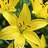 Lilium Asiatic Yellow x2 16/18