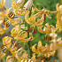 Lilium Guinea Gold x1 14/16