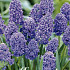 Muscari Armeniacum Artist x15 8/9