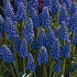 Muscari Armeniacum x20 8/9