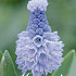 Muscari Azureum x15 5/6