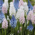 Muscari Mixed x20 8/9