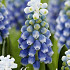 Muscari Touch of Snow x10 8/9