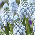 Muscari Valerie Finnis x20 8/9