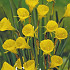 Narcis Botanical Bulboconium x10 8/10