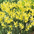 Narcis Botanical Hawera x10 10/12