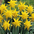 Narcis Botanical Rip van Winkle x7 12/+