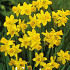 Narcis Botanical Tête a tête x 10 12/+