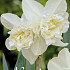 Narcis Double White Marvel x5 14/16