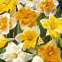 Narcis Splitcrown Mixed x5 14/16