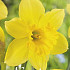 Narcis Trumpet Carlton x5 14/16