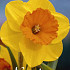 Narcis Trumpet Juanita x5 14/16