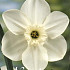 Narcis Trumpet Princess Zaide x5 14/16