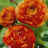 Ranunculus Asiaticus Orange x10 6/7