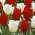 Tulp Amsterdam x10 12/+