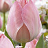 Tulp Darwin Hybride Mystic van Eijk x10 12/+