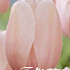 Tulp Darwin Salmon Impression x10 12/+