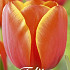 Tulp Darwin World's Favourite x 7 12/+