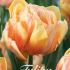 Tulp Double Early Foxy Foxtrot x7 12/+