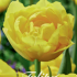 Tulp Double Early Mary Jo x7 12/+