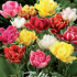 Tulp Double Early Mixed x7 12/+