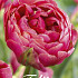 Tulp Double Late Amazing Grace x7 12/+