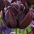 Tulp Double Late Black Hero x7 12/+