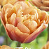 Tulp Double Late La Belle Epoque x 5  12/+