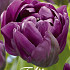 Tulp Double Late Negrita Double x7 12/+