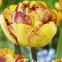 Tulp Double Late Sundowner x7 12/+