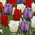 Tulp Dutch Garden x10 12/+