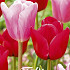 Tulp Feeling Love x10 12/+