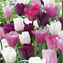 Tulp Flower Power x10 12/+