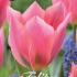 Tulp Fosteriana Albert Heijn x7 12/+