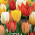 Tulp Fosteriana Mixed x10 12/+