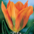 Tulp Fosteriana Orange Emperor x10 12/+