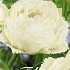 Tulp Fringed Double Snow Crystal x7 12+