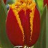 Tulp Fringed Fabio x7 12/+