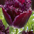 Tulp Fringed Gorilla x7 12/+