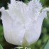 Tulp Fringed Honeymoon x7 12/+