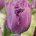 Tulp Fringed Lilac Frizzle x7 12/+