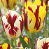 Tulp Garden  Vermeer x10 12/+