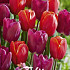 Tulp Garden Powerful x10 12/+