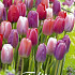 Tulp Garden Pride Garden x10 12/+