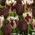 Tulp Grand Style x10 12/+