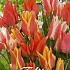 Tulp Greigii Fun Colours x10 12/+