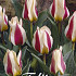 Tulp Greigii Mary Ann x7 12/+