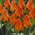 Tulp Greigii Orange Toronto x10 12/+