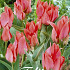 Tulp Greigii Toronto x10 12/+