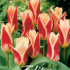 Tulp Kaufmania Ancilla x7 12/+